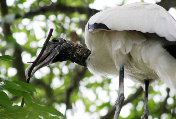 Wood Stork